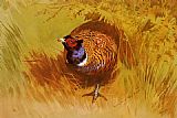 Cock Canvas Paintings - A Cock Pheasant